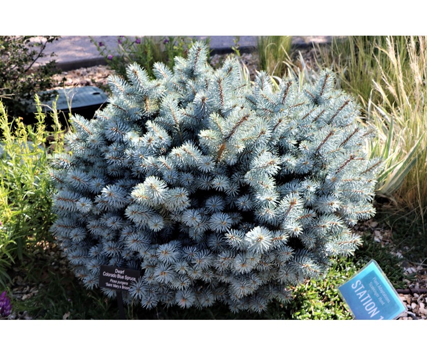 St. Mary's Blue Spruce